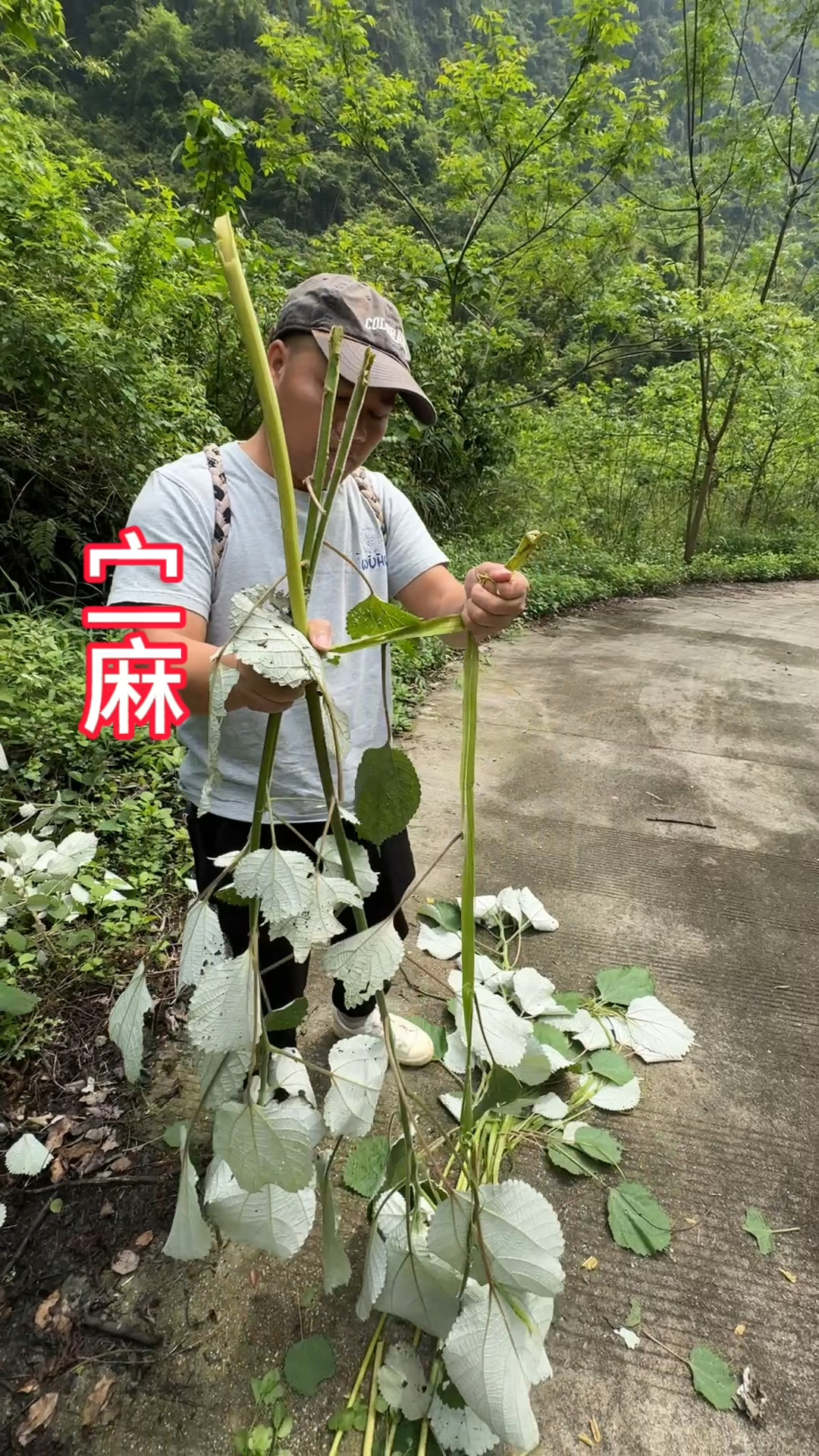 麻药植物大全图图片