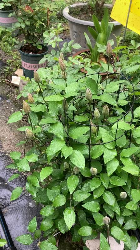 铁线莲还是蛮不错的不怎么打理开花颜值还高