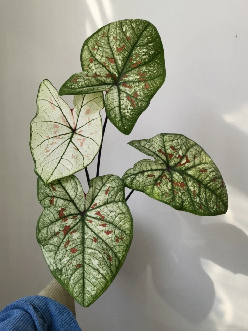 彩叶芋的品种极多,可以分为绿脉类,红脉类和白脉类三个色系,每个色系