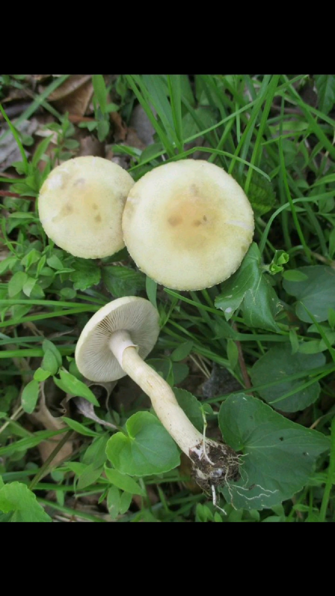 田头菇,北方春天常见的野蘑菇-度小视