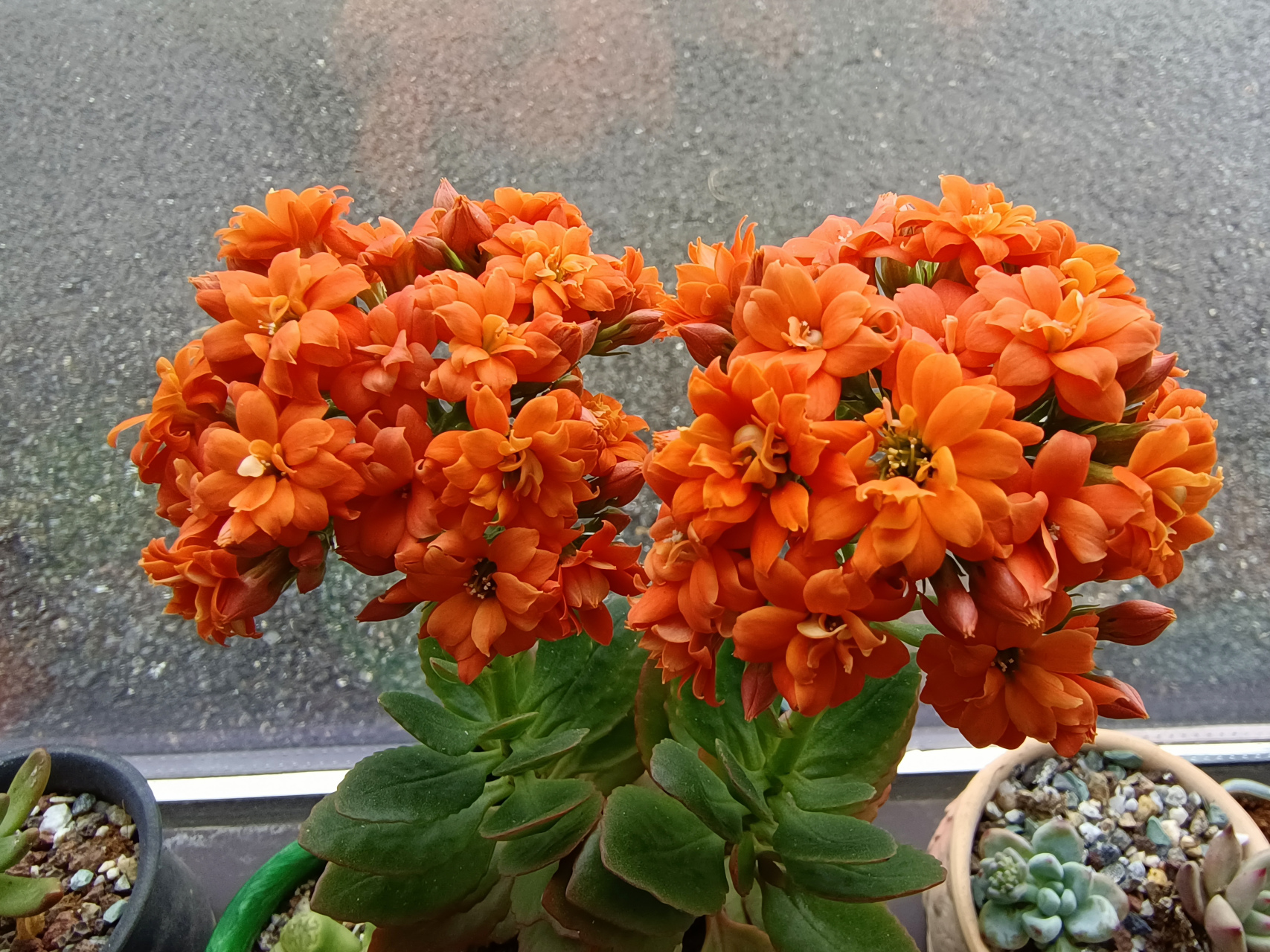 最喜欢橙色长寿花了,不仅颜色好看,花瓣也好看