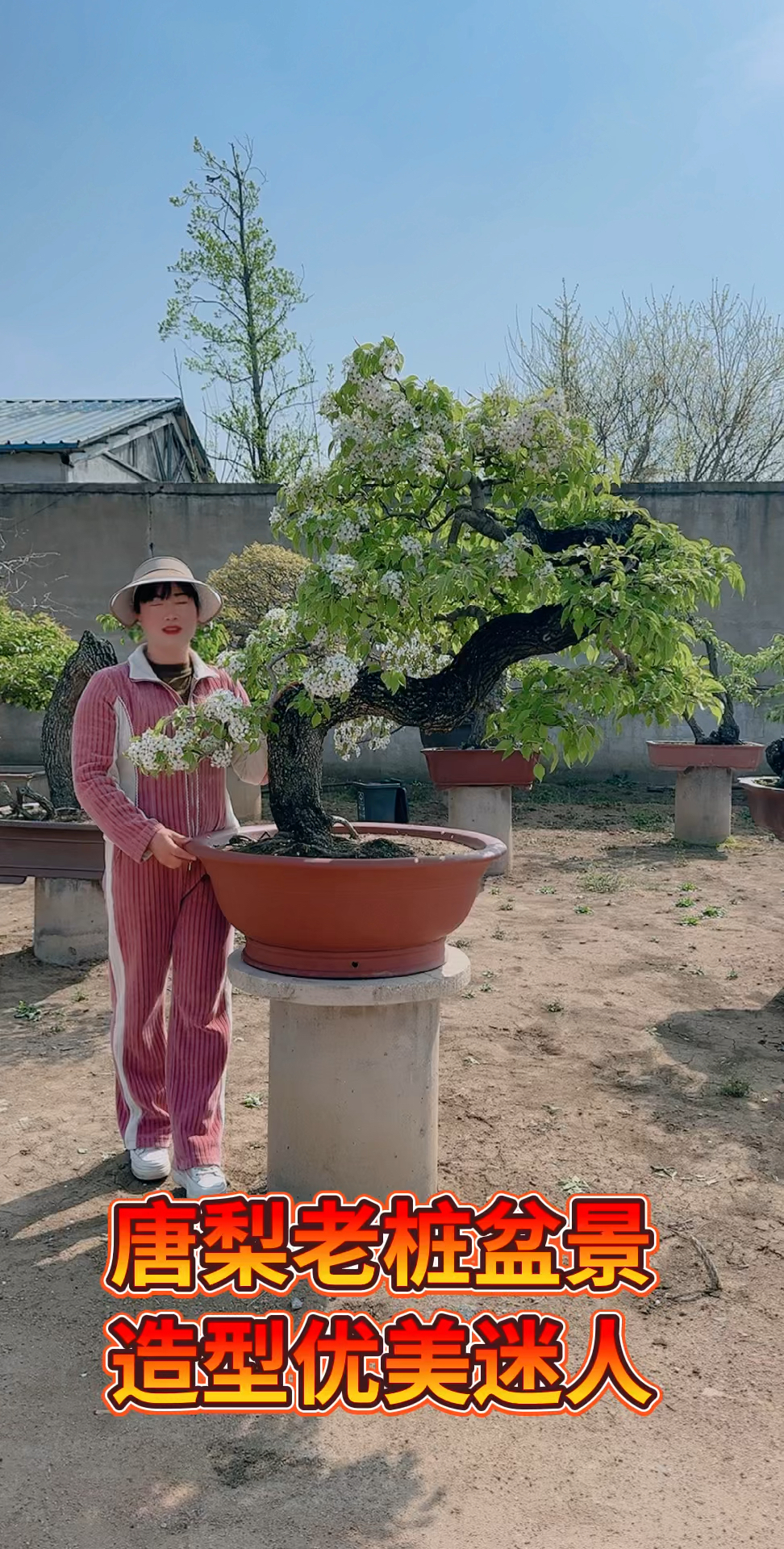 野生糖梨老庄盆景造型优美开花漂亮果子可以吃的适合庭院别墅摆放