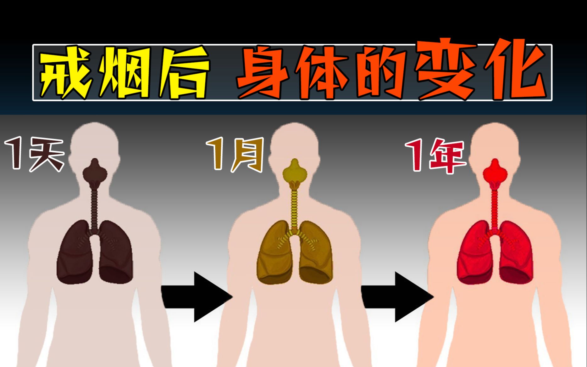 戒烟后肺的变化图片图片