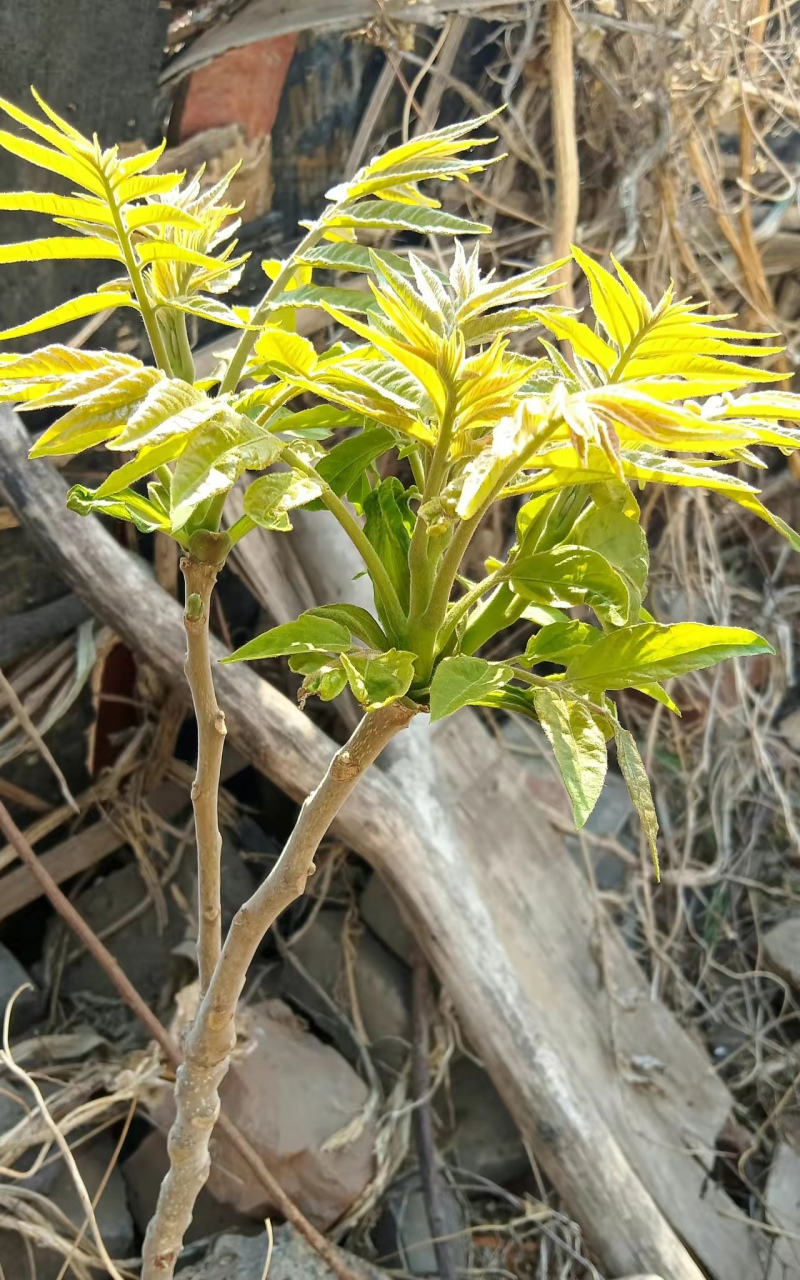 我家屋后,自然生长的桃树开花了,旁边又长出一棵树,正在长出嫩叶,还有
