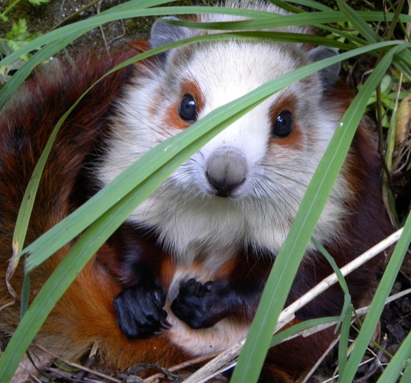 寒号鸟是什么动物?学名复齿鼯鼠,大自然的精灵,神奇生命的魅力