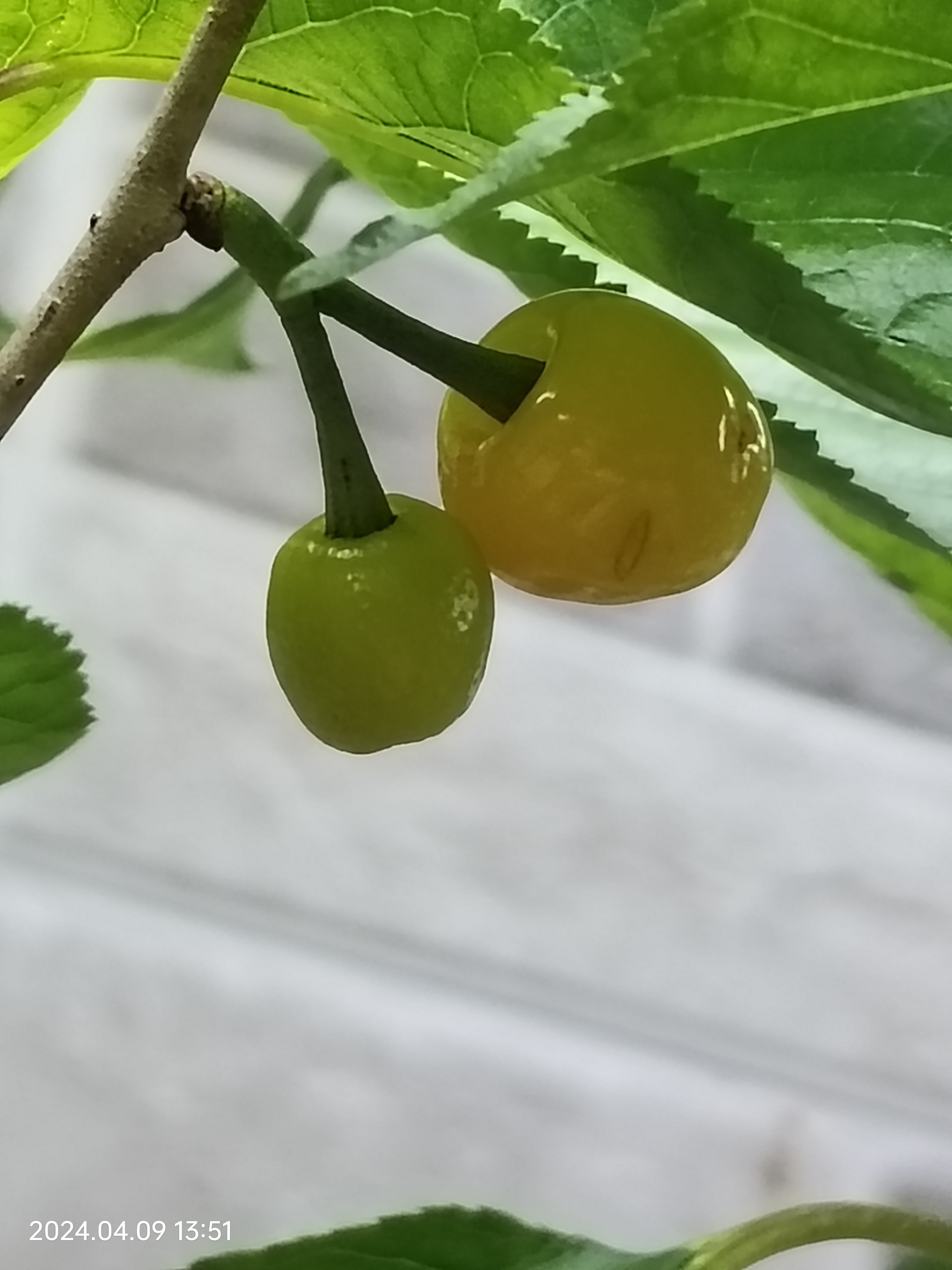 自家院子为啥不能种樱桃树百科在线