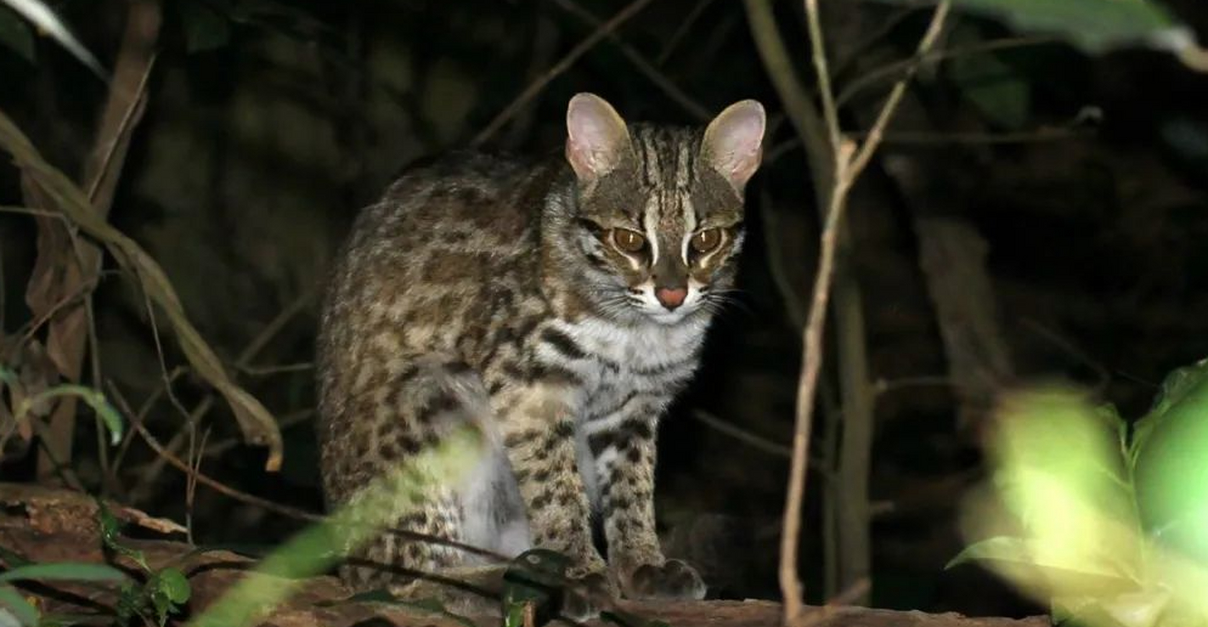 小型猫科猛兽图片