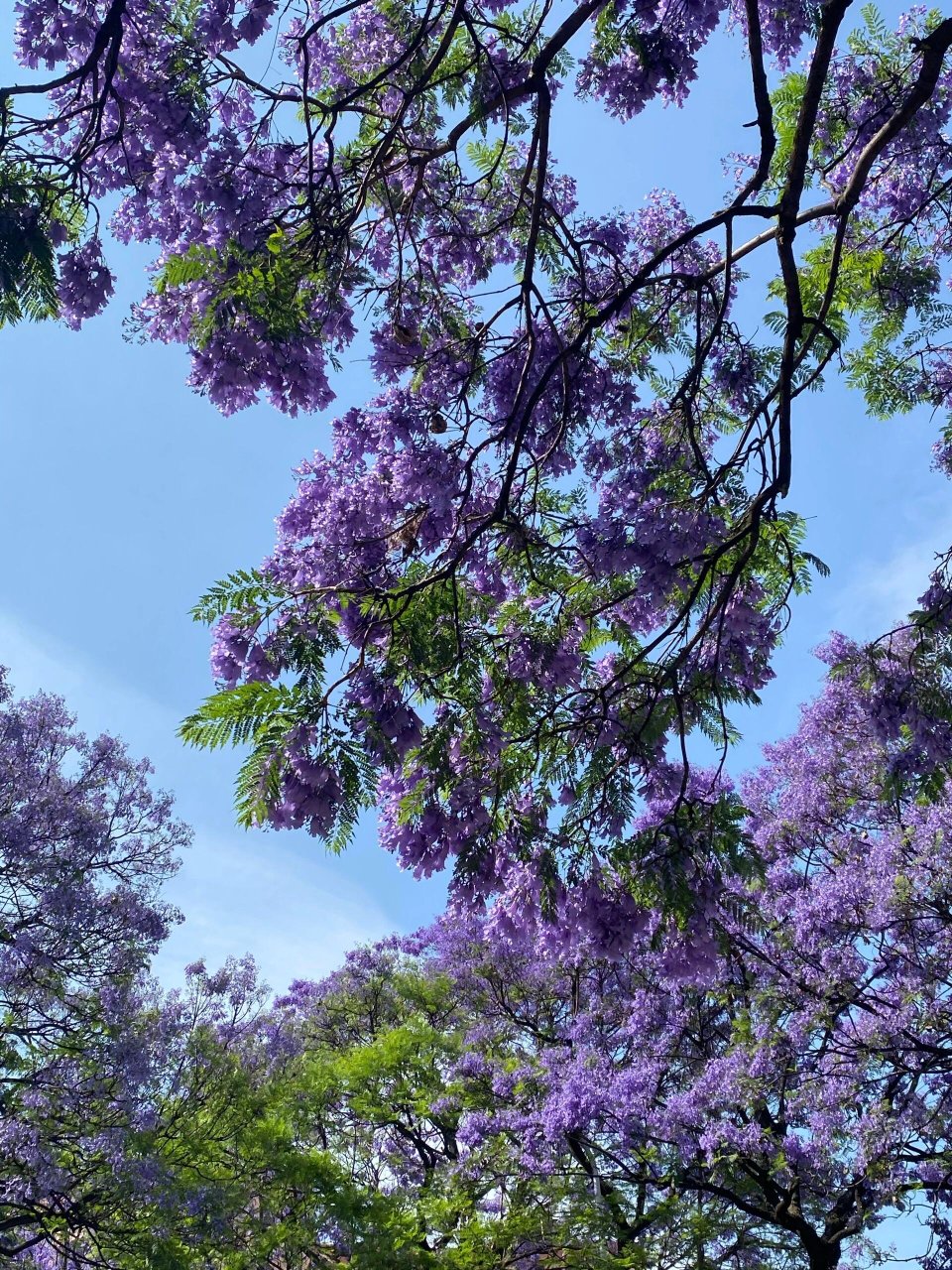 梦幻蓝楹花