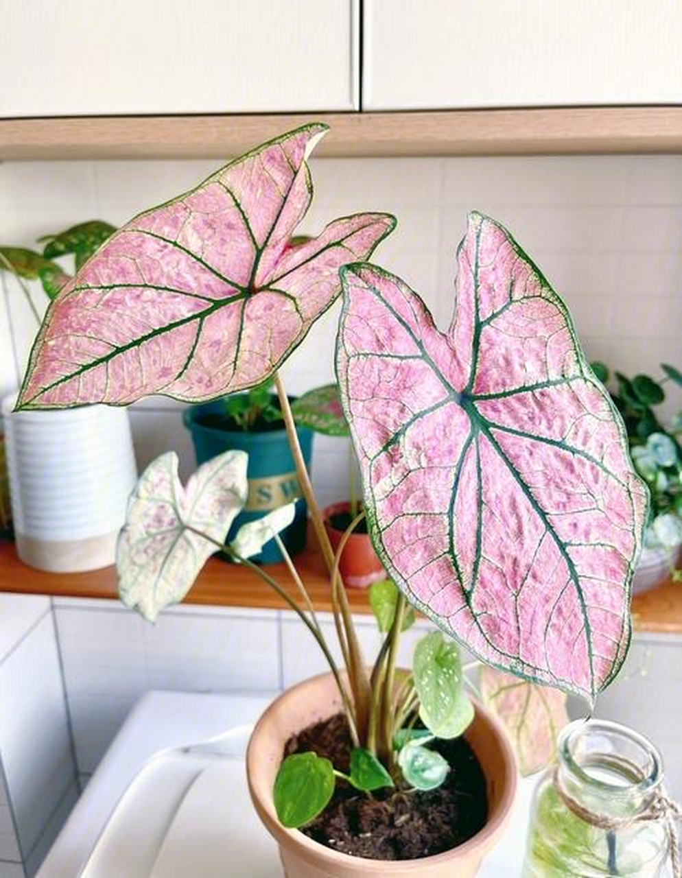 彩叶芋的品种极多,可以分为绿脉类,红脉类和白脉类三个色系,每个色系