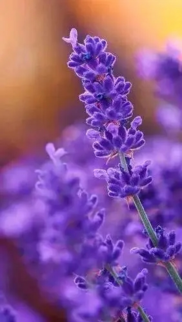 精美小众 ins 浪漫紫色系壁纸