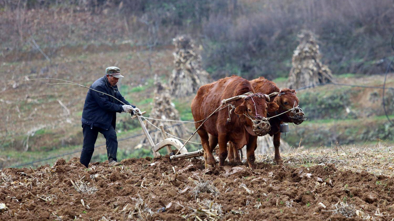 旧时农民种田工具之犁