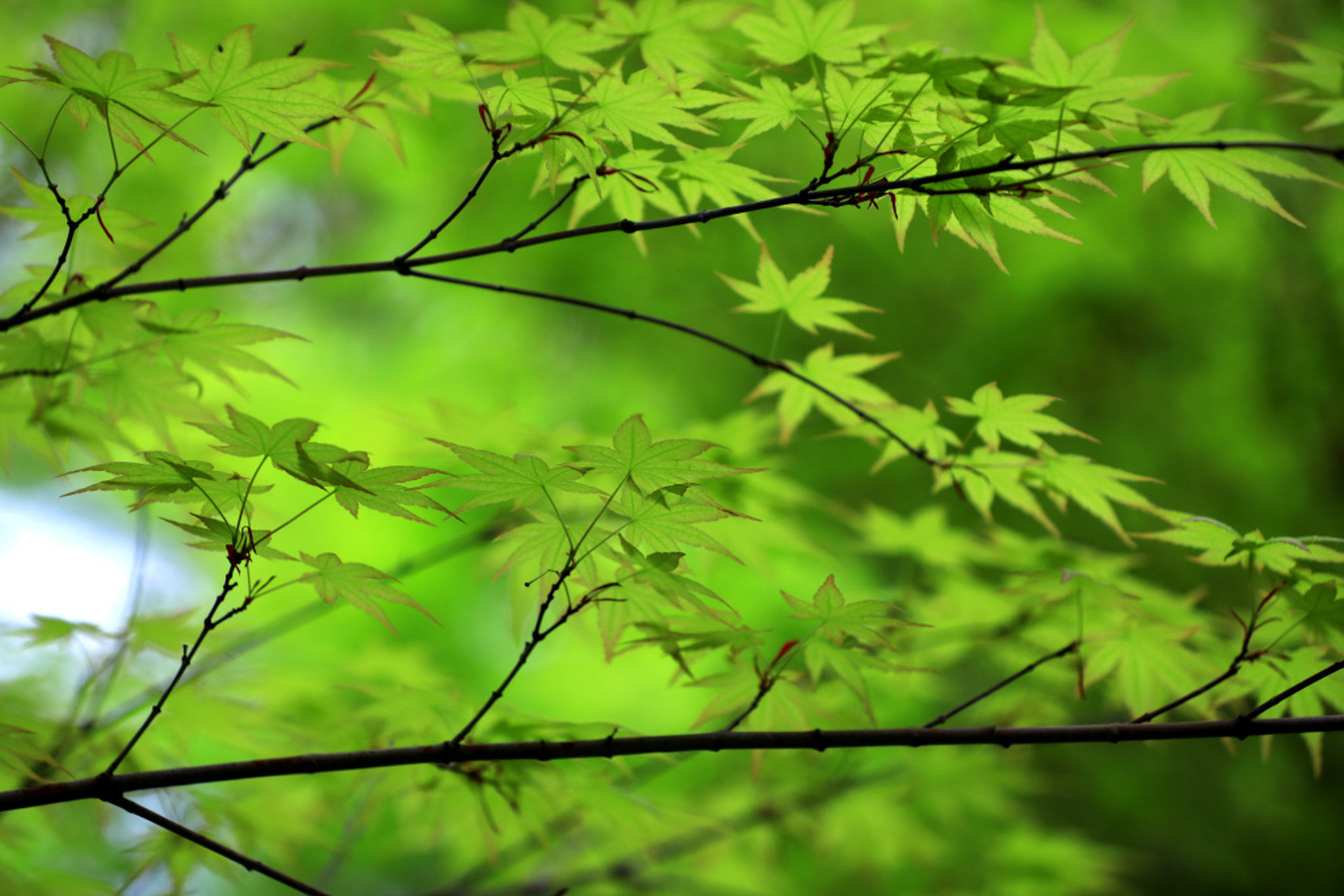 江苏淮安,成片的鸡爪槭开始长出嫩绿的新叶,放眼望去,满目绿意,尽显