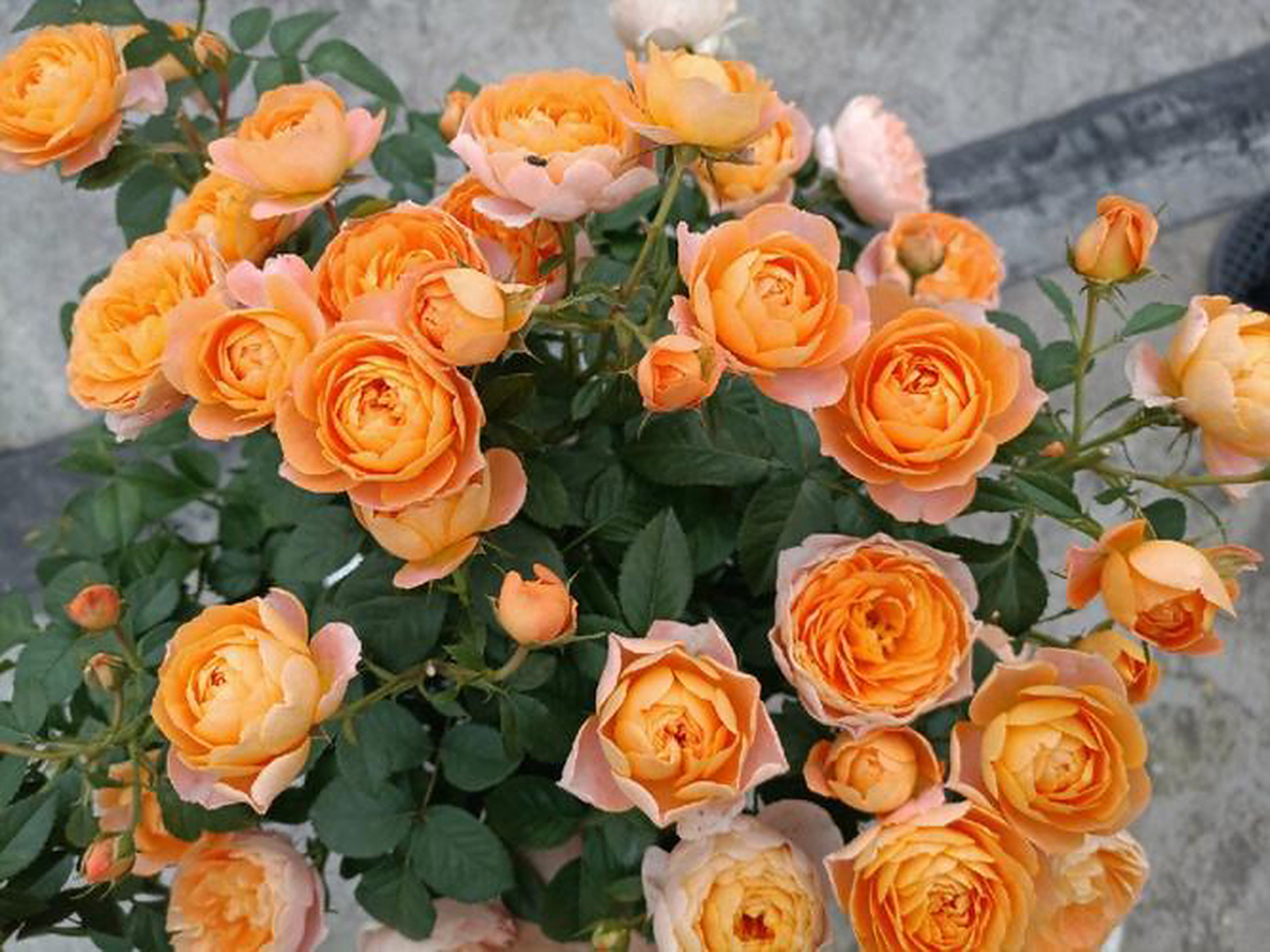 为你推荐7款适合阳台种植的月季品种:  1.