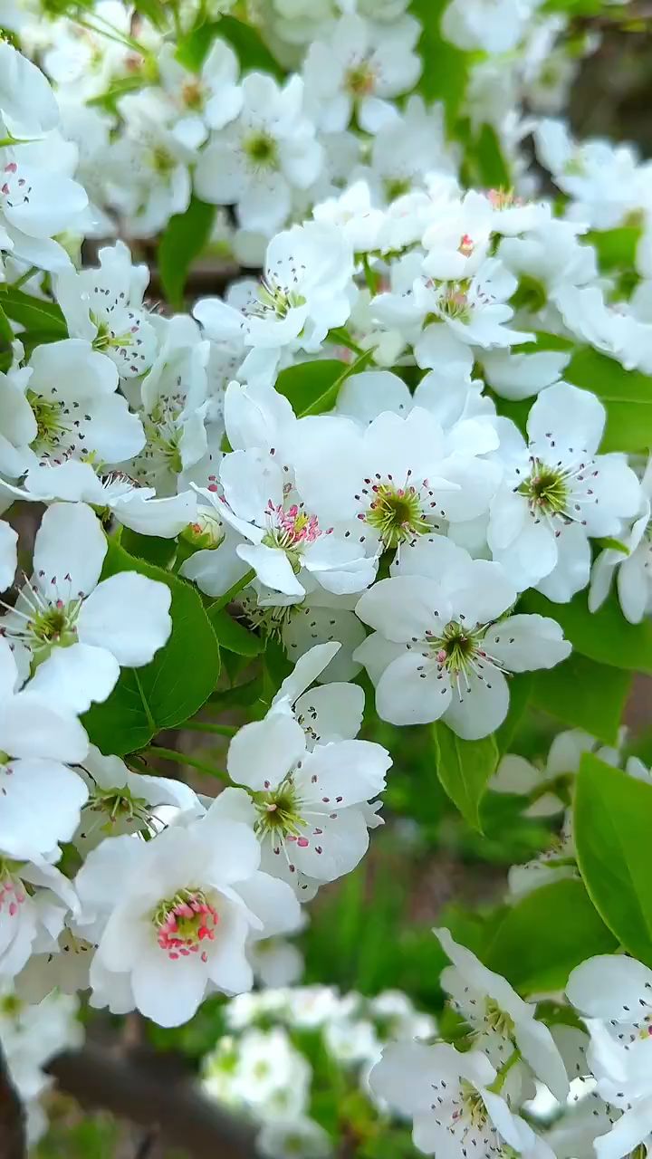 梨花开了