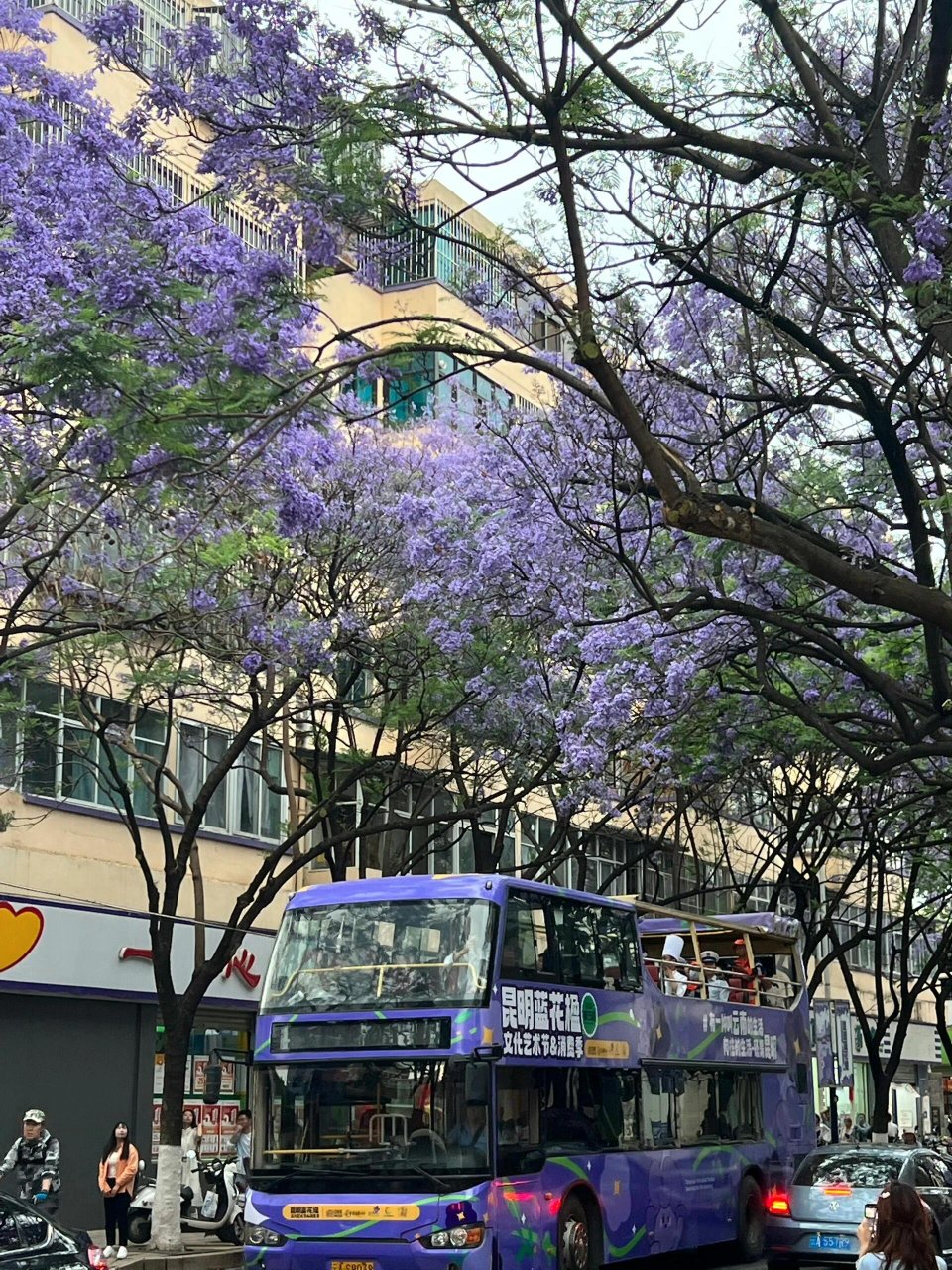 梦幻蓝楹花