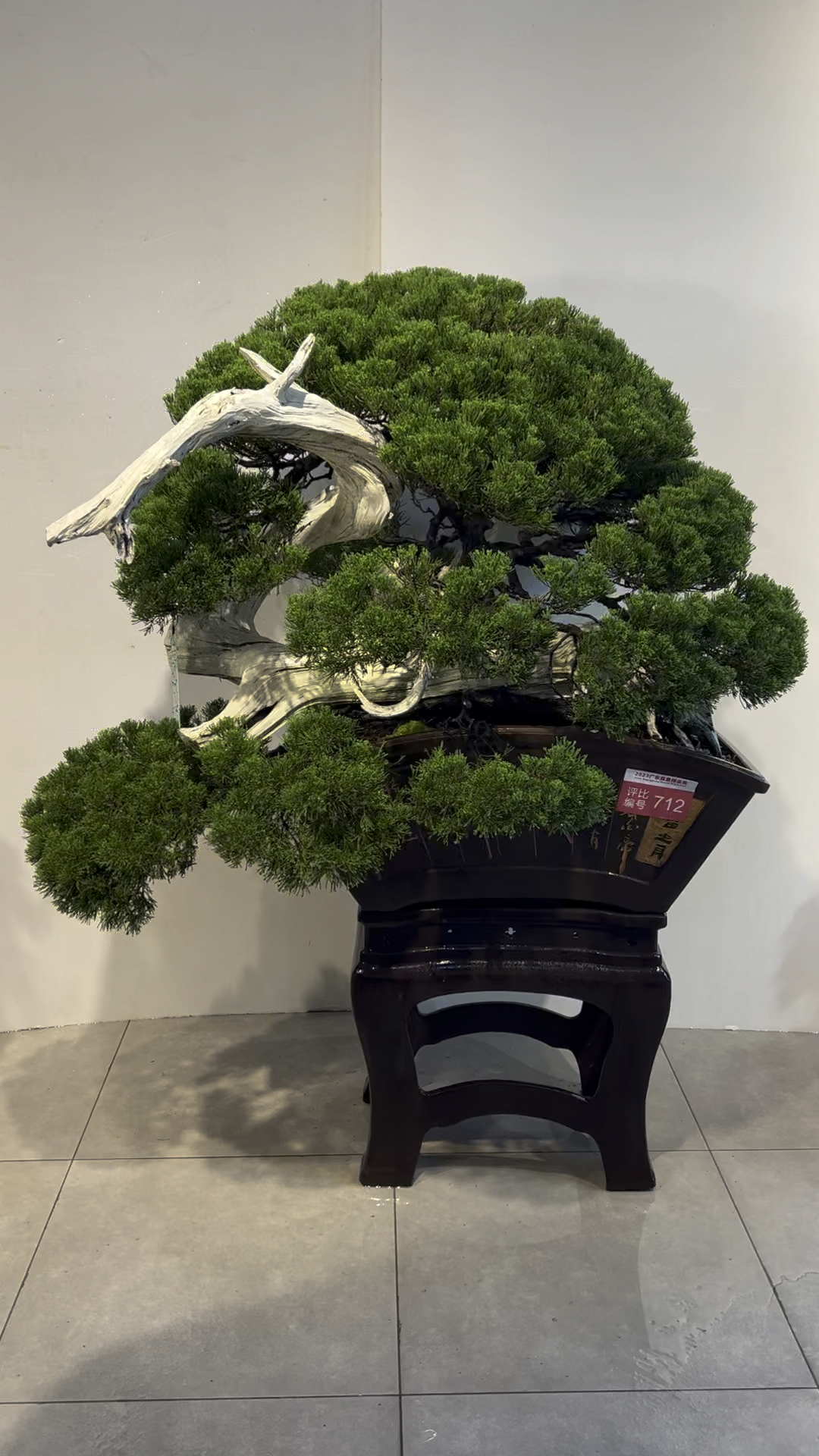 松树盆景 收藏级台湾真柏 #迎客松 #传播传承盆景文化