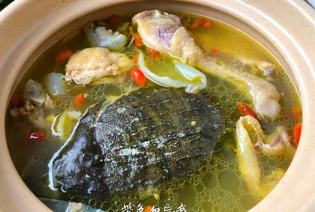 「滋补养生」甲鱼炖汤,传统美味与健康的完美融合