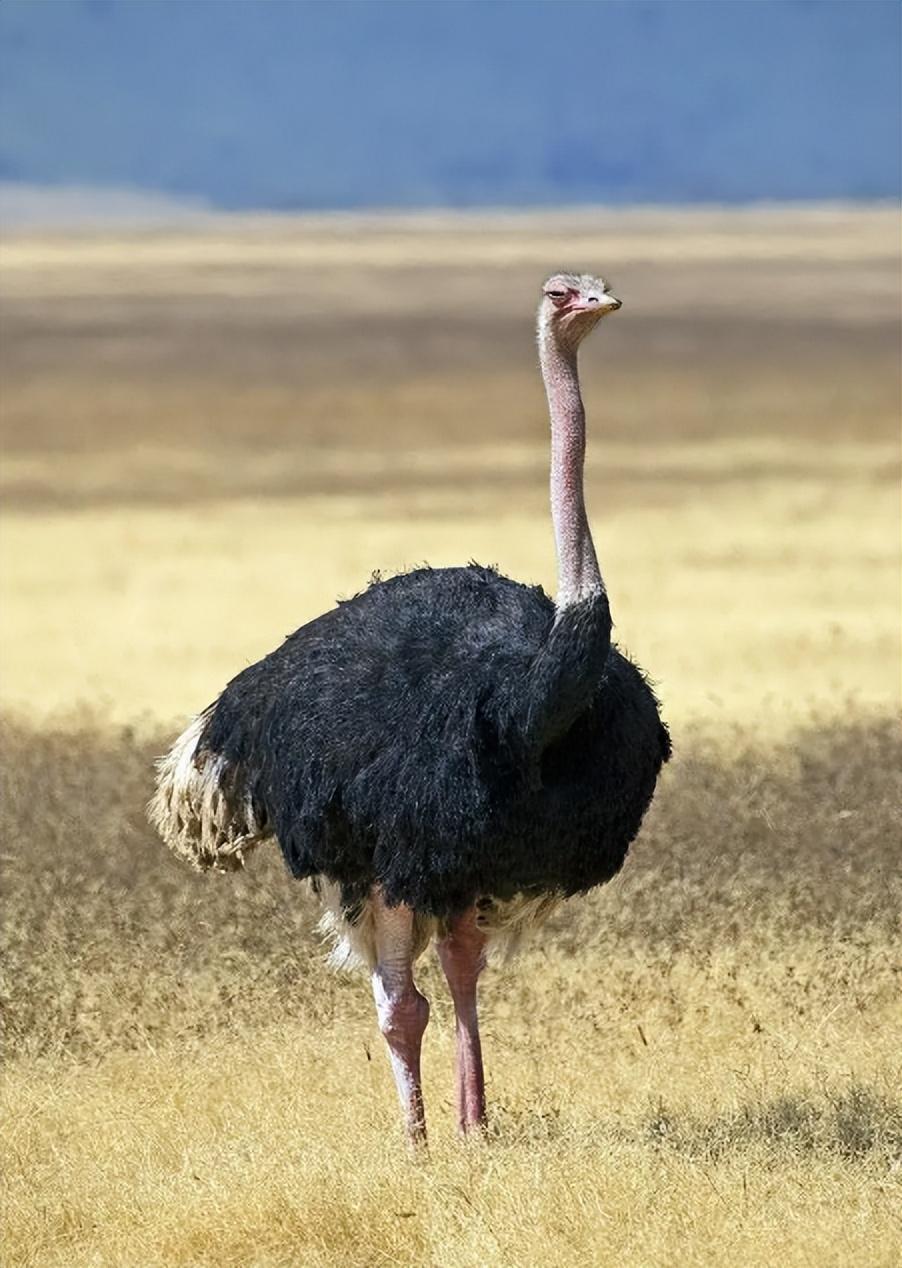回顾非洲生活着十几万只鸵鸟为何狮子很少吃鸵鸟是打不过吗