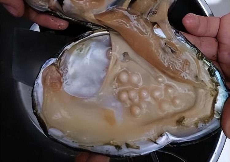 广州查获巨型女王凤凰螺内藏珍珠曾卖2400万至今无法人工养殖