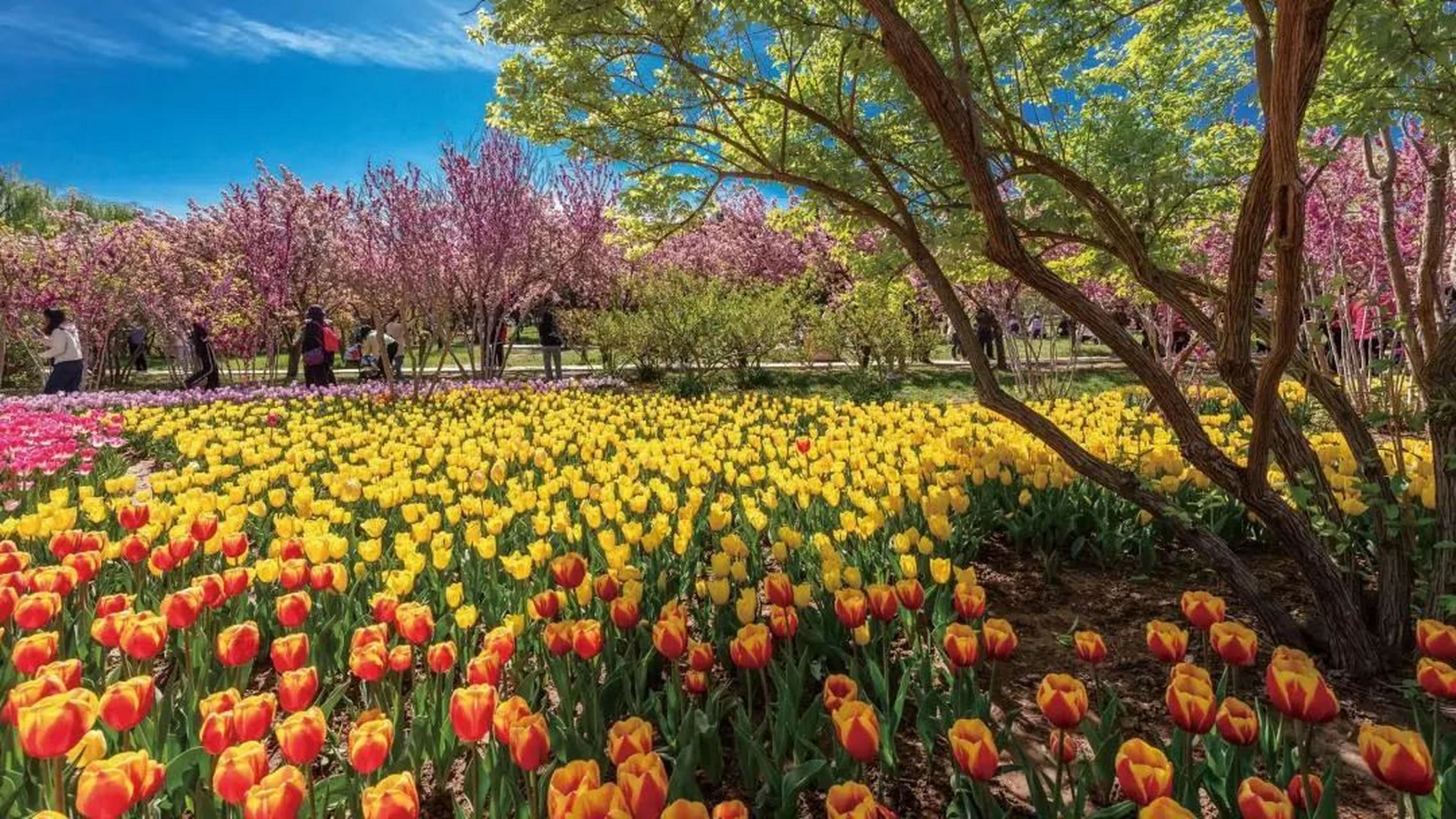 石家庄市植物园郁金香文化节火爆开启,近30万株五大品类绝美绽放93.