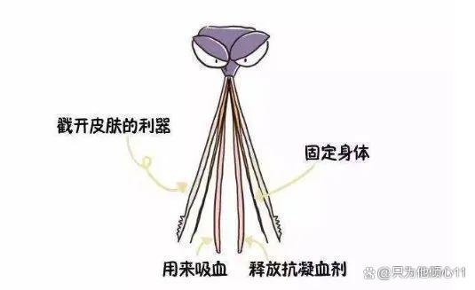 九成人不懂蚊子最大天敌是啥用个笨法子彻夜开窗也不怕