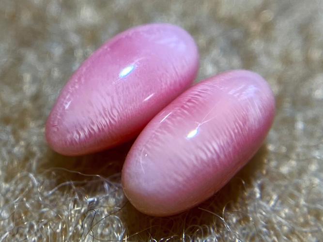 广州查获巨型女王凤凰螺内藏珍珠曾卖2400万至今无法人工养殖