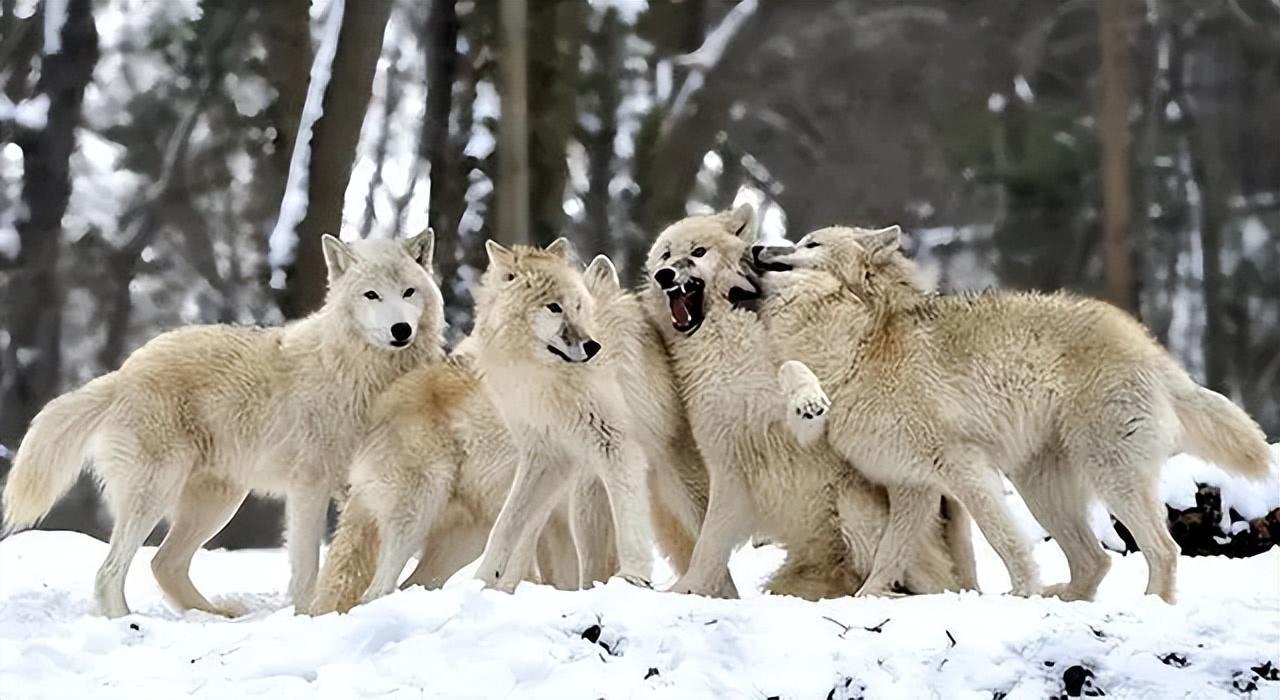 回顾狼群中只有狼王夫妇有交配权到了发情期其他的狼咋办