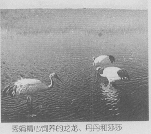 回顾丹顶鹤女孩牺牲27年后弟弟也在保护区殉职如今侄女继承遗志