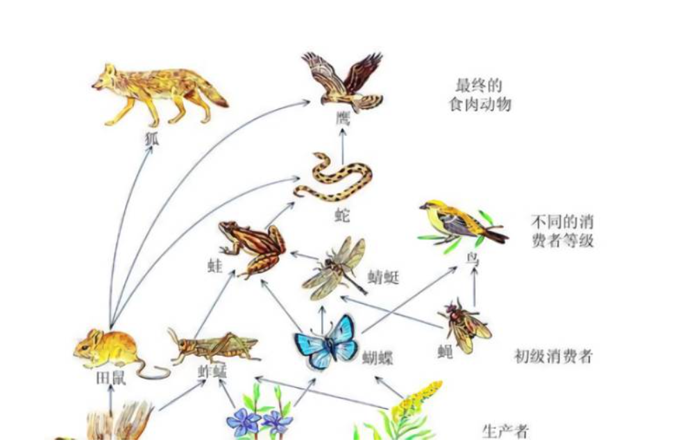 18年,数百条蛇大闹村庄,后又神秘消失,被发现时竟集体