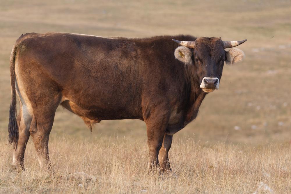 回顾大牤牛为何被老虎捕杀老虎怎么做到的以智胜力