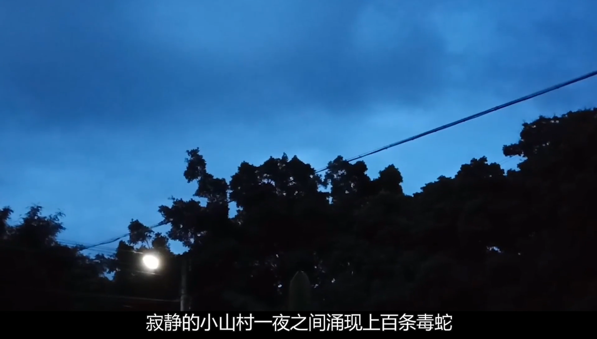 劝阻大家停手,并不是因为抓蛇有什么不对,而是这种蛇的名字是短尾蝮蛇