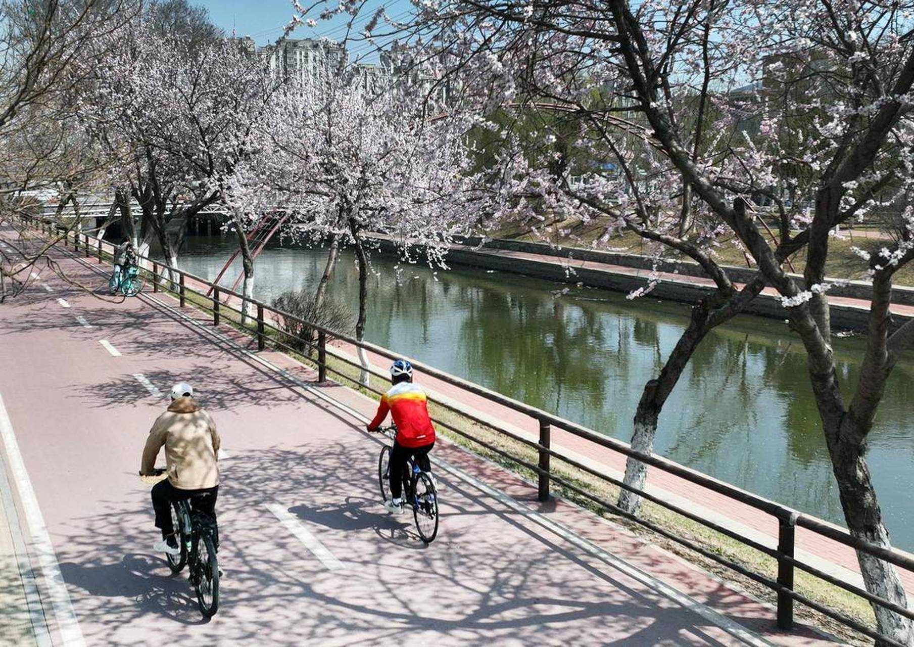 【四月桃花醉沈城】 4月8日,沈阳市民在卫工明渠旁桃花盛开处打卡拍照