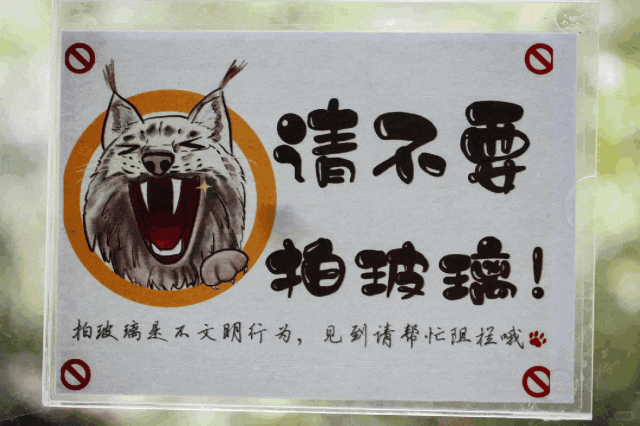 上海动物园大猩猩因游客挑衅行为失控网友热议动物福利问题