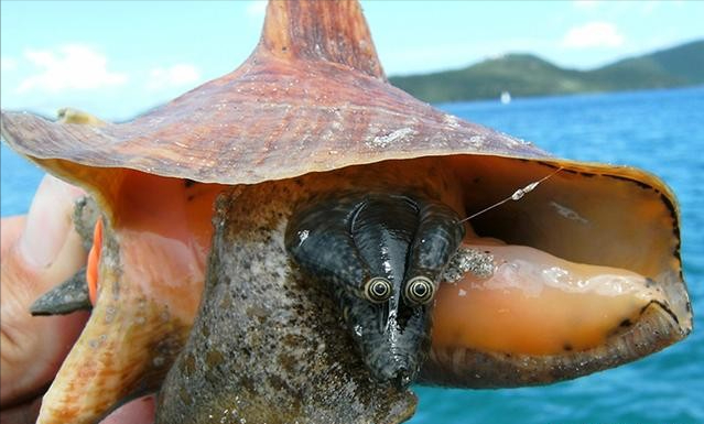 广州查获巨型女王凤凰螺内藏珍珠曾卖2400万至今无法人工养殖