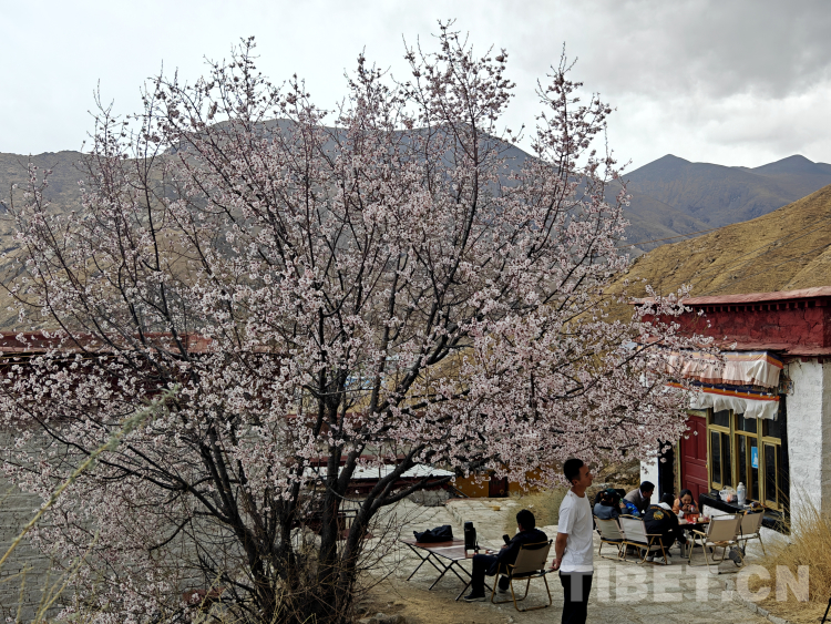 古刹帕邦喀 山寺桃花艳