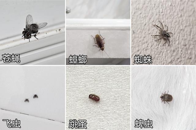 九成人不懂蚊子最大的天敌是啥1个笨法子整夜开窗也不怕