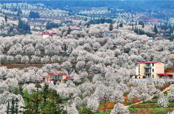 春天里躺一躺# 【云南万亩梨花齐放好壮观】云南红河州个旧市加级寨