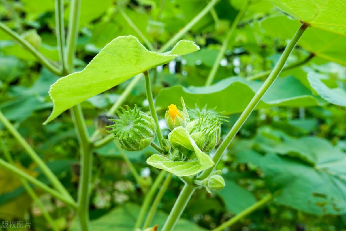 苘麻的前世今生,是一部令人唏嘘的编织发展史,你对它了解多少?