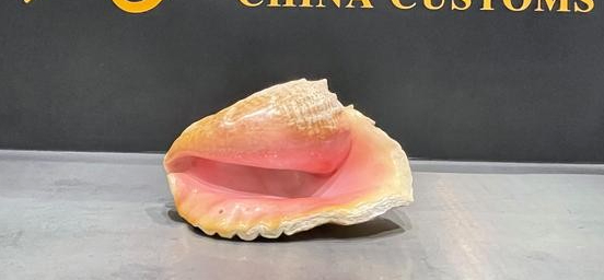 广州查获巨型女王凤凰螺内藏珍珠曾卖2400万至今无法人工养殖