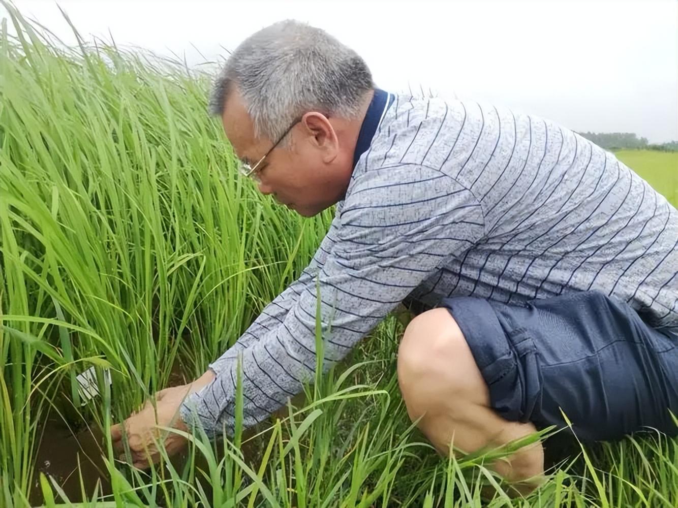 海水稻培育过程原理图片