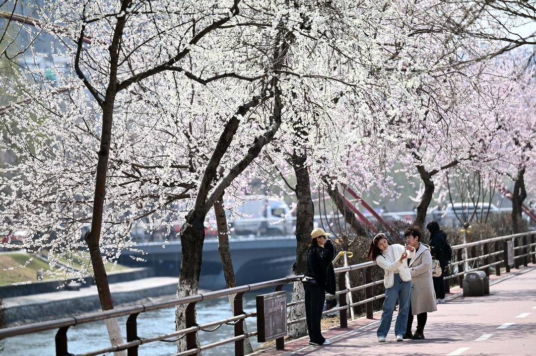 【四月桃花醉沈城】 4月8日,沈阳市民在卫工明渠旁桃花盛开处打卡拍照