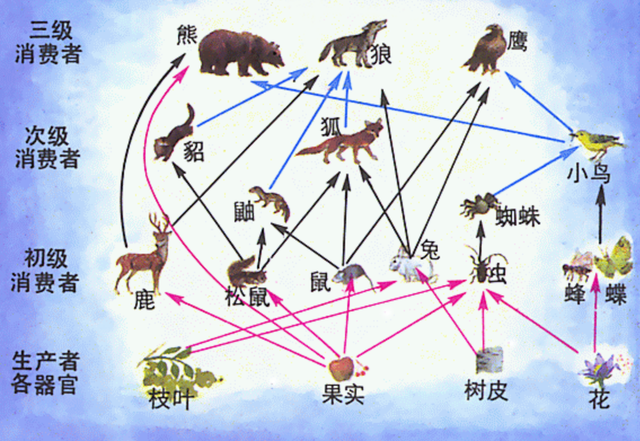 回顾:人类吃食草动物的肉,却不怎么吃食肉动物的肉,原因何在?