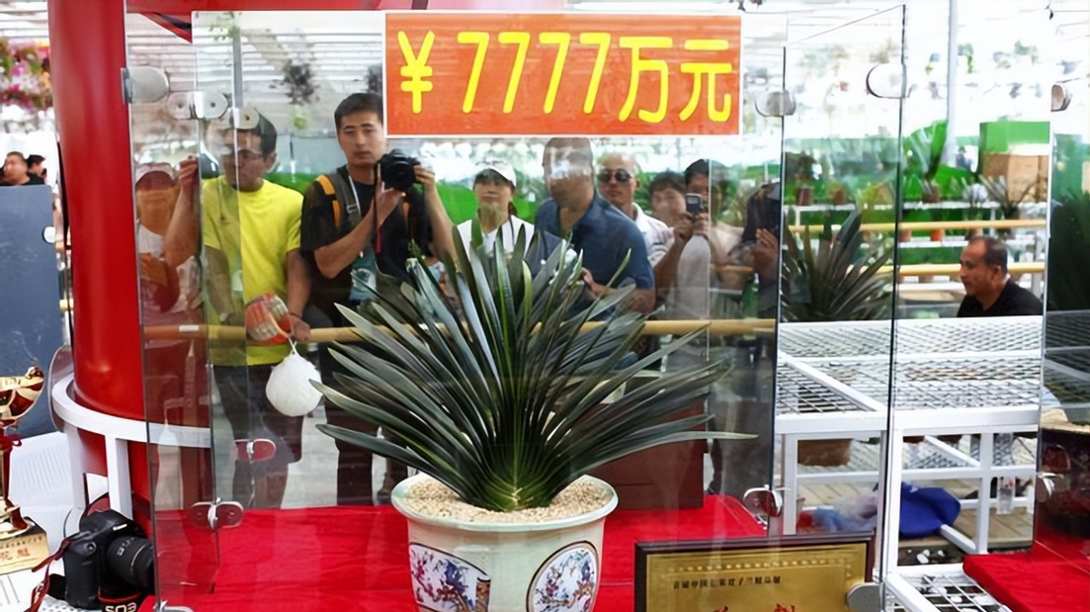 在上世纪80年代的中国,一股疯狂的兰花热潮悄然兴起,掀起了一场轩然