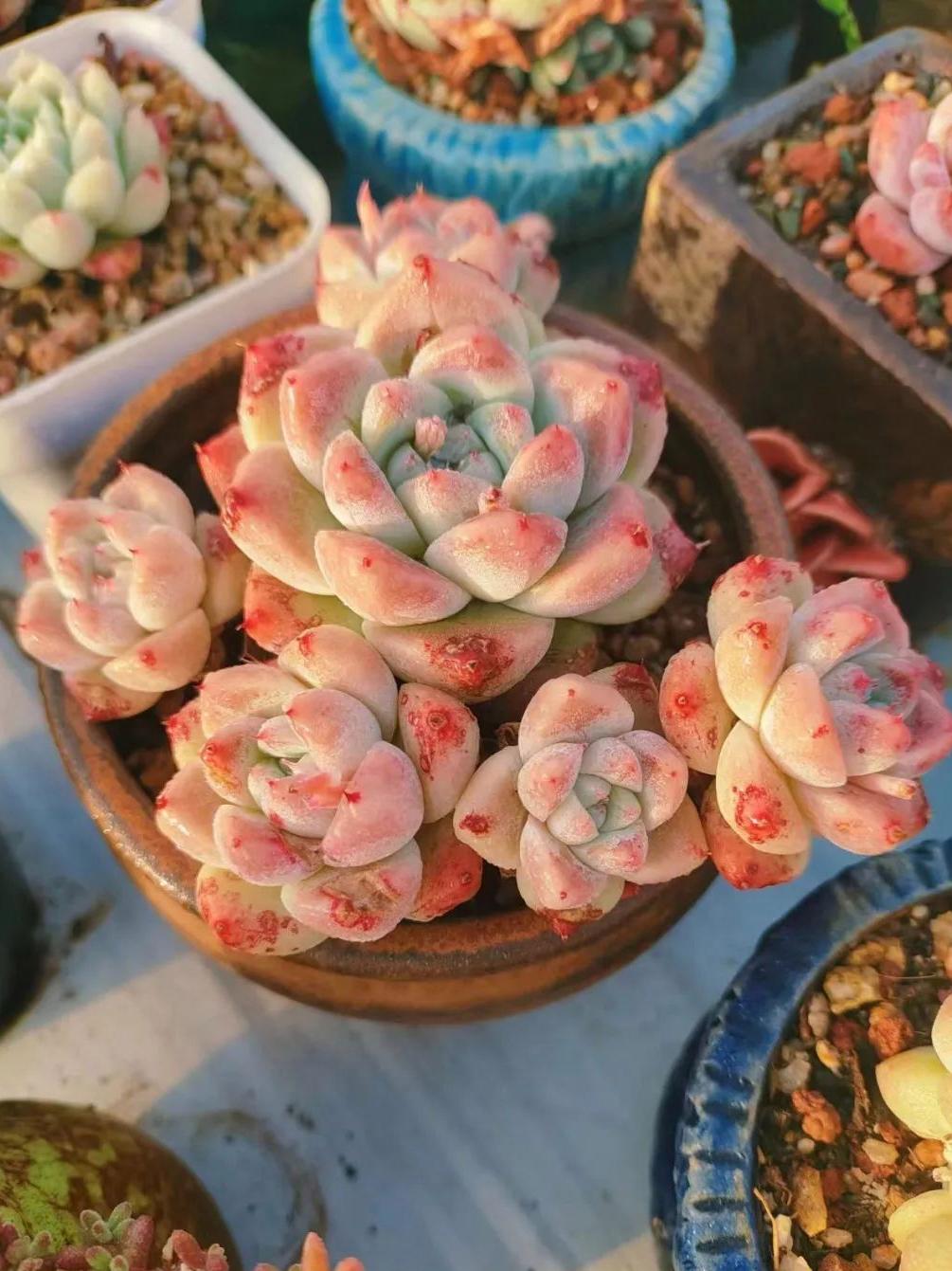 问去年今日 问落花时节