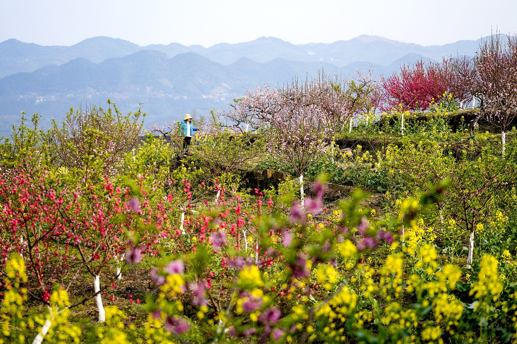 赏花图踏青图片