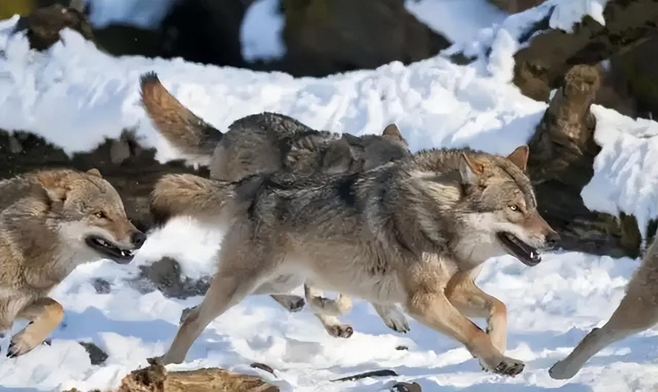 回顾狼群中只有狼王夫妇有交配权到了发情期其他的狼咋办