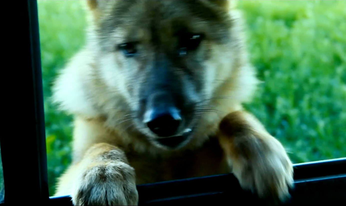 2010年成都女孩把狼当儿子养了10个月11年后结局催人泪下