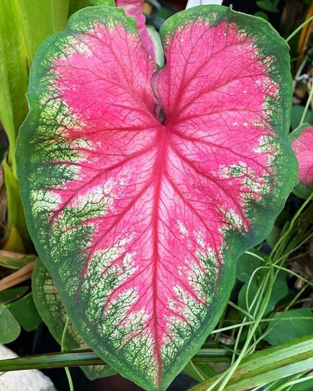 彩叶芋的品种极多,可以分为绿脉类,红脉类和白脉类三个色系,每个色系