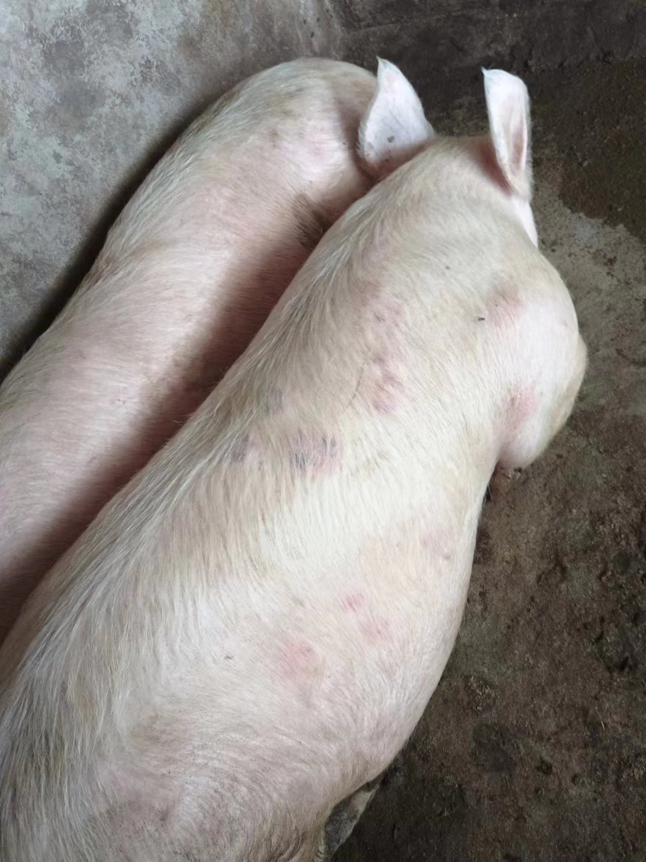肥猪身上起大片的红疙瘩,除了当心猪丹毒外,更要注意非瘟!