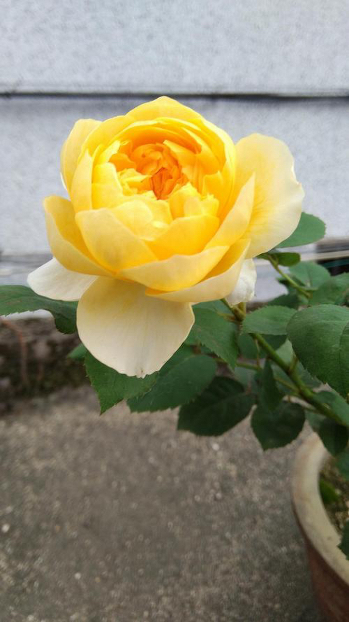 果汁阳台:是一款开花又勤又丰花的微型月季,耐热性,抗病性较好,且